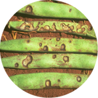 Rond anthracnose.png