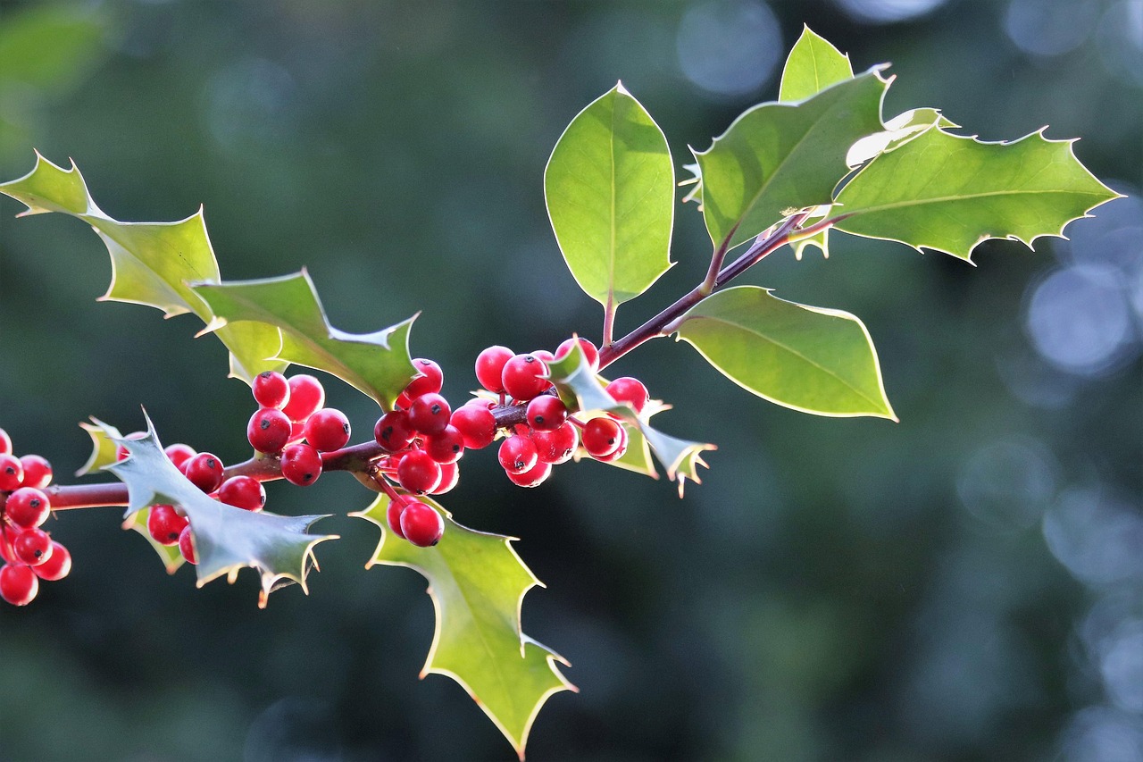 Houx - Ilex Aquifolium