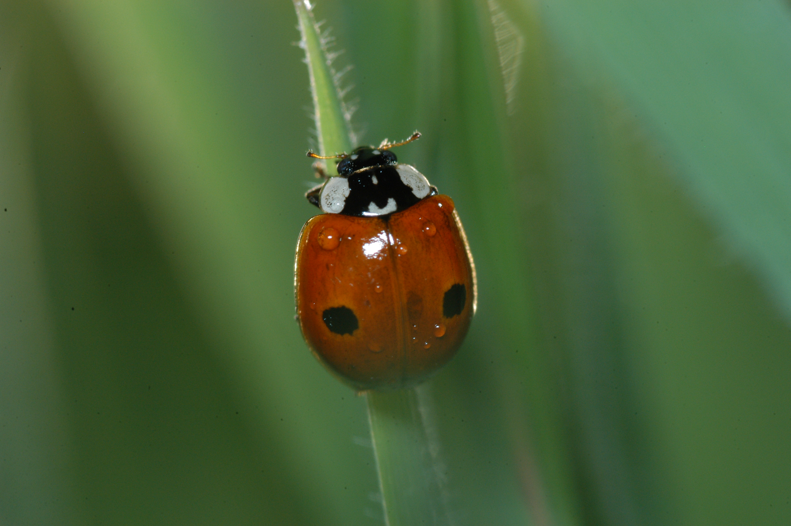 Adalia bipunctata