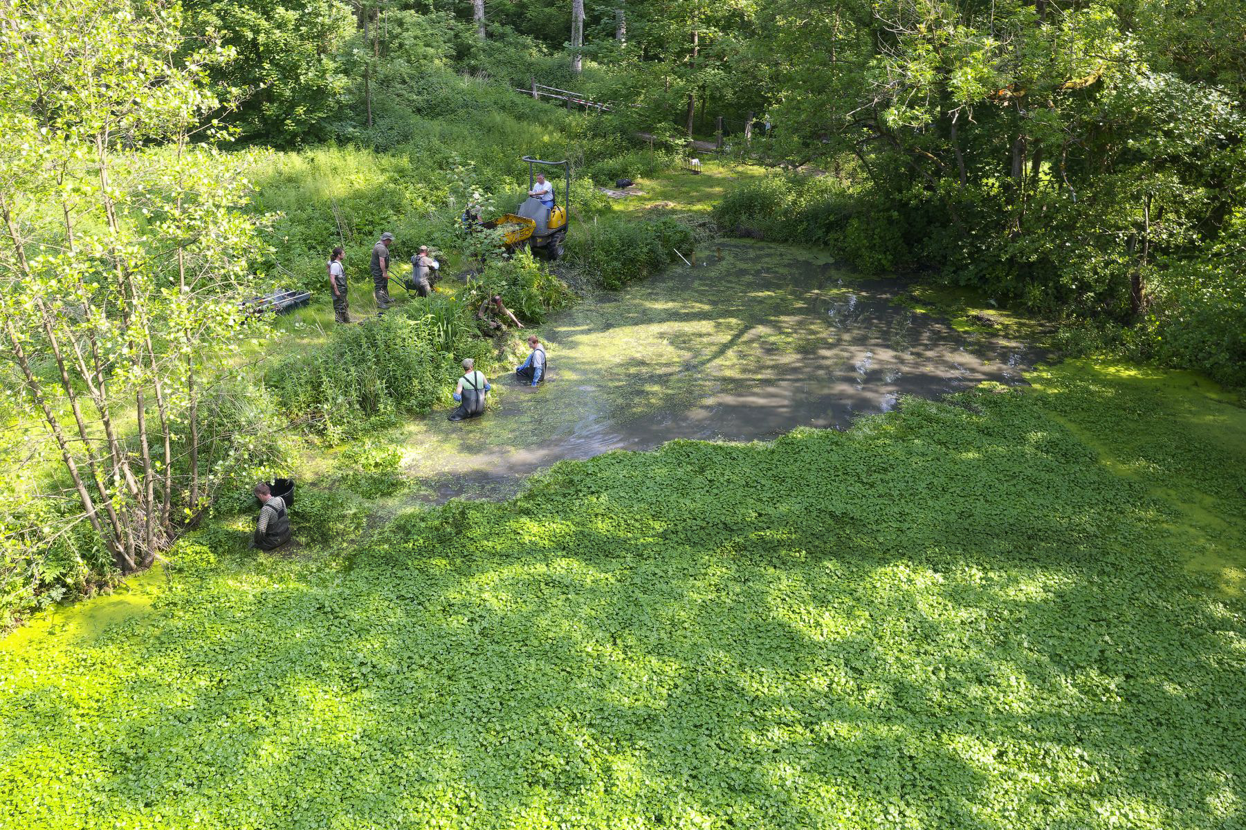 Photo d'un groupe de personne qui gèrent des plantes invasives dans une point d'eau