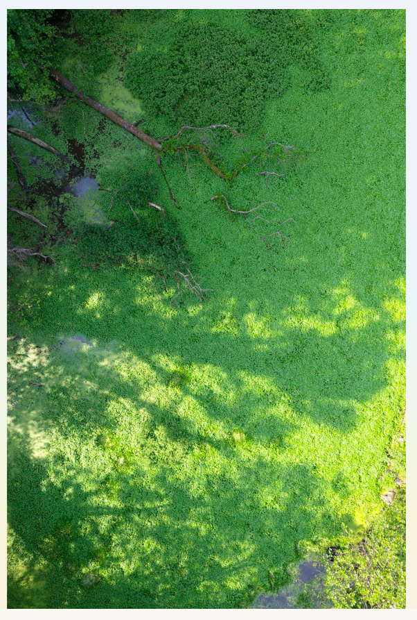 Photo d'un milieu humide envahi de plantes