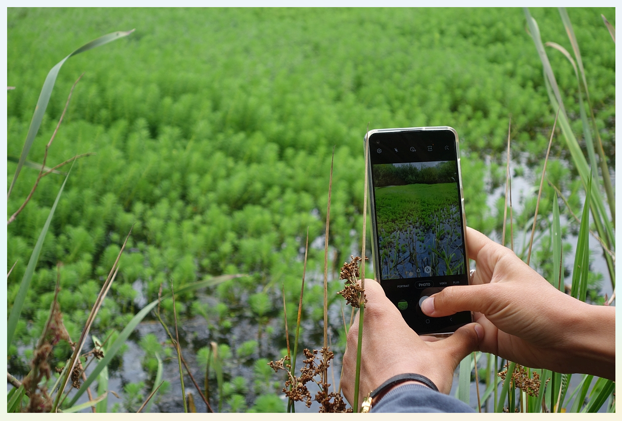 Photo de quelqu'une qui photographie des plantes invasives