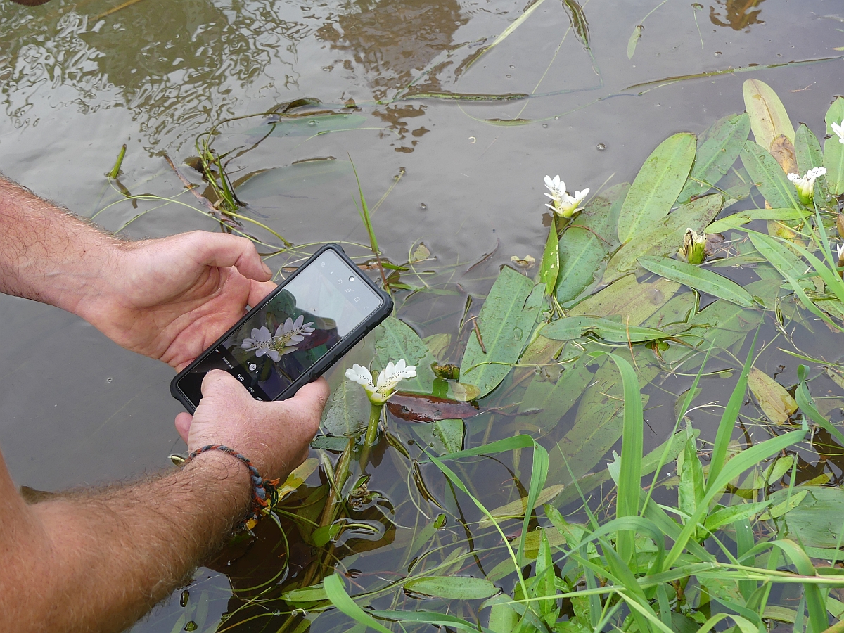 Photo d'une personne qui photographie des plantes aquatiques invasives avec unsmartphone