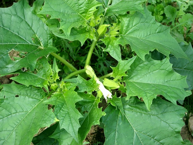 Datura