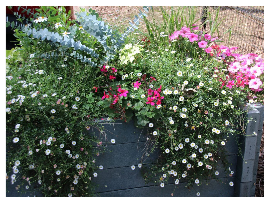 Fleurs en jardinières