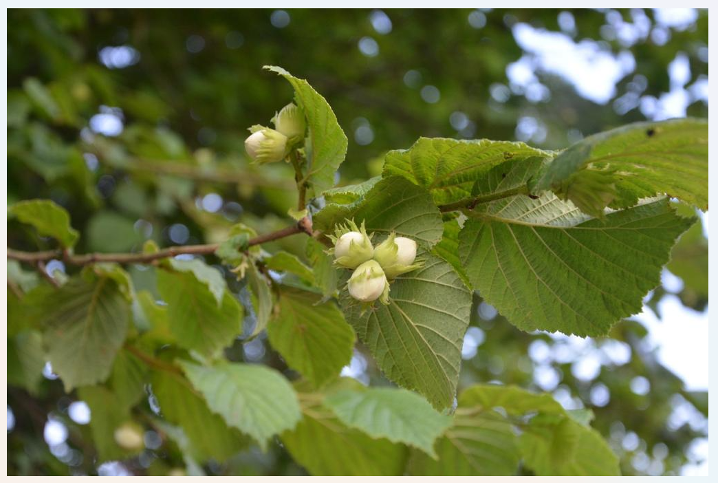 Noisetier - Corylus Avellana