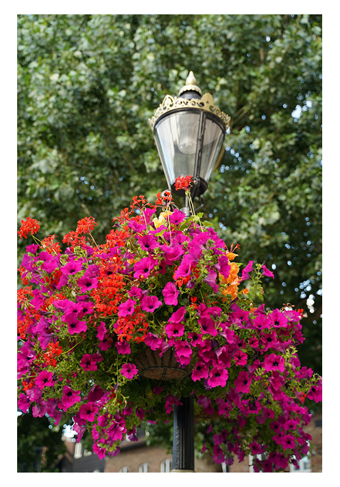 Photos de fleurs en suspension