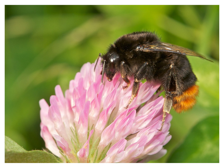 Nos insectes polinisateurs sont souvent associés à nos plantes indigènes ; les plantes annuelles d’origine exotique, elles, n’y sont pas toujours adaptées : une occasion manquée pour la biodiversité  