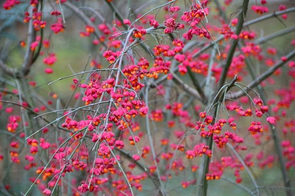 arbres-hiver-adalia