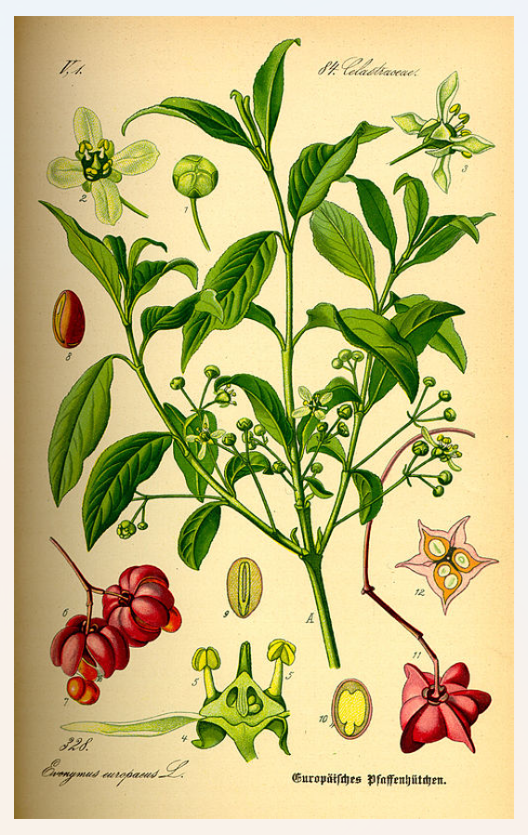 euonymus-europaeus