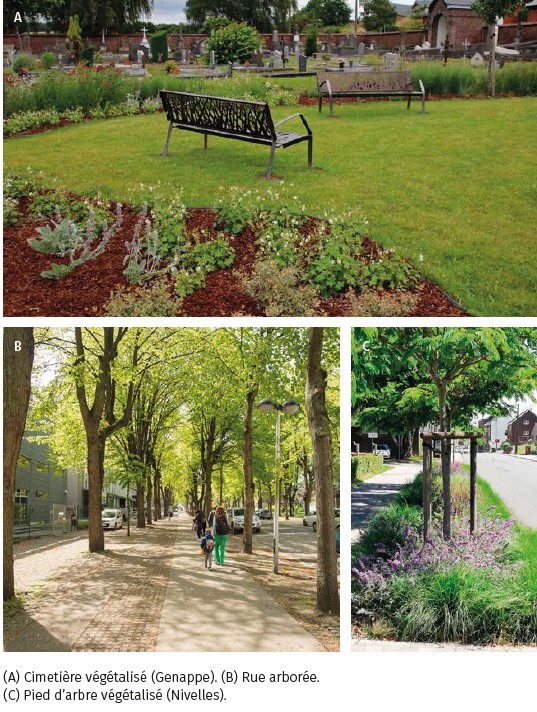 (A) Cimetière végétalisé (Genappe). (B) Rue arborée. (C) Pied d’arbre végétalisé (Nivelles).