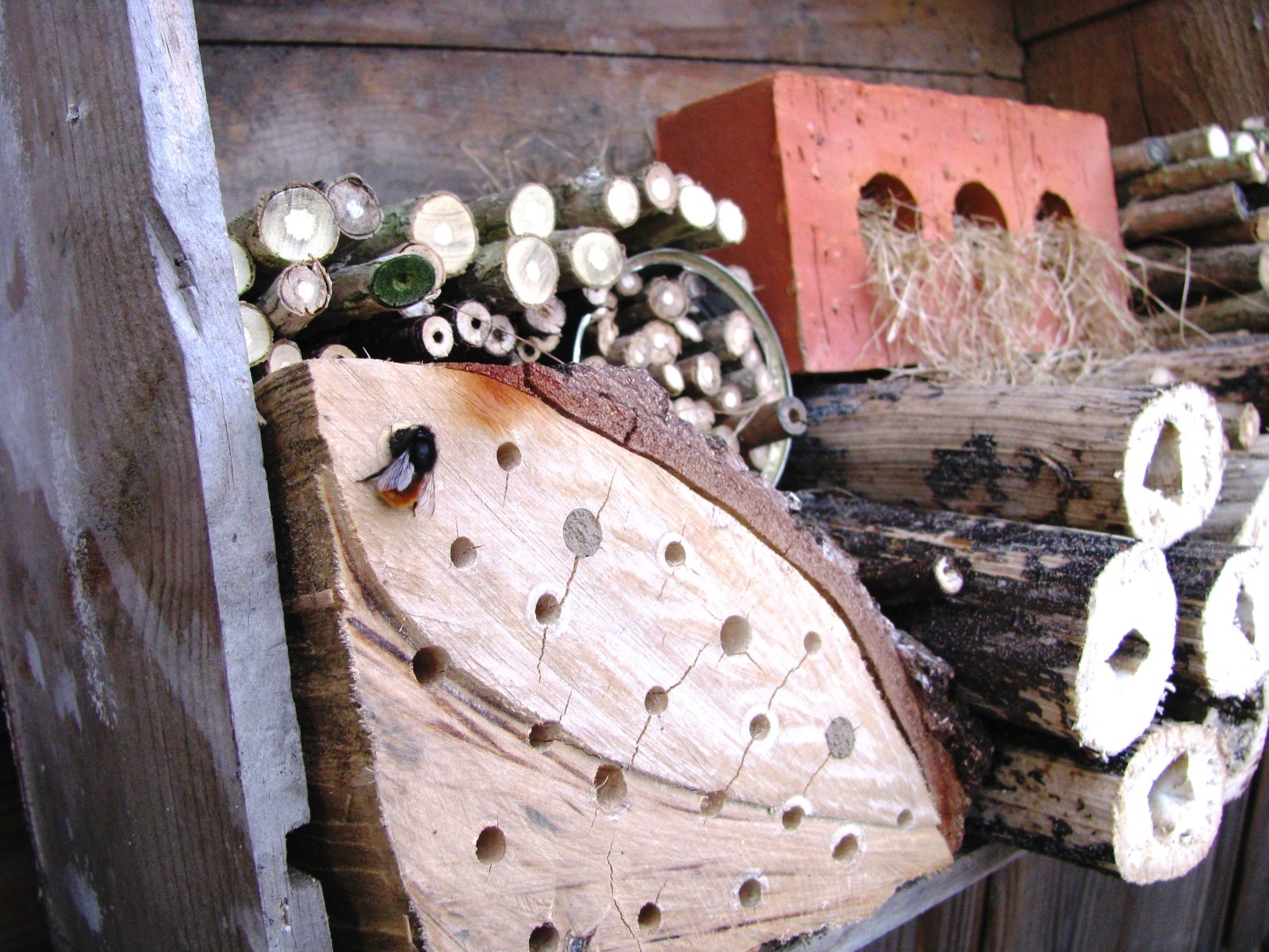 abris abeilles