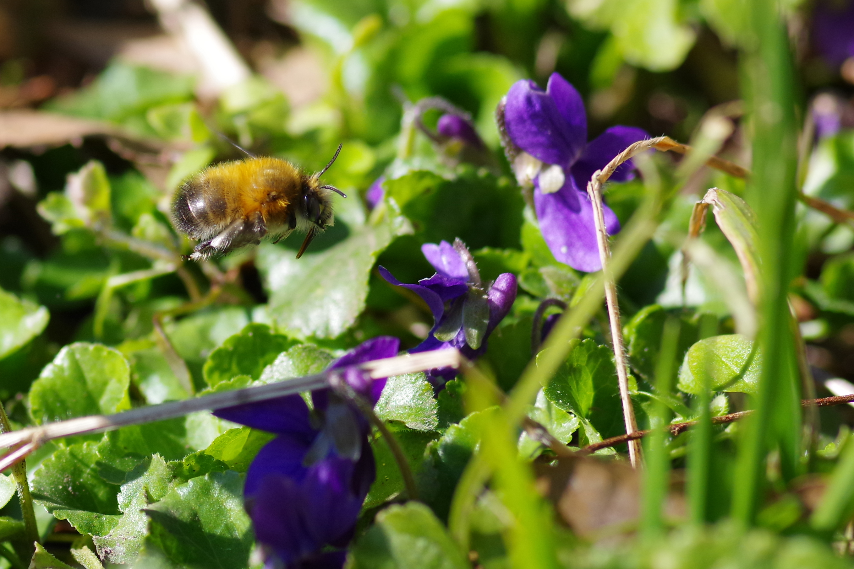 Anthophore sur violette