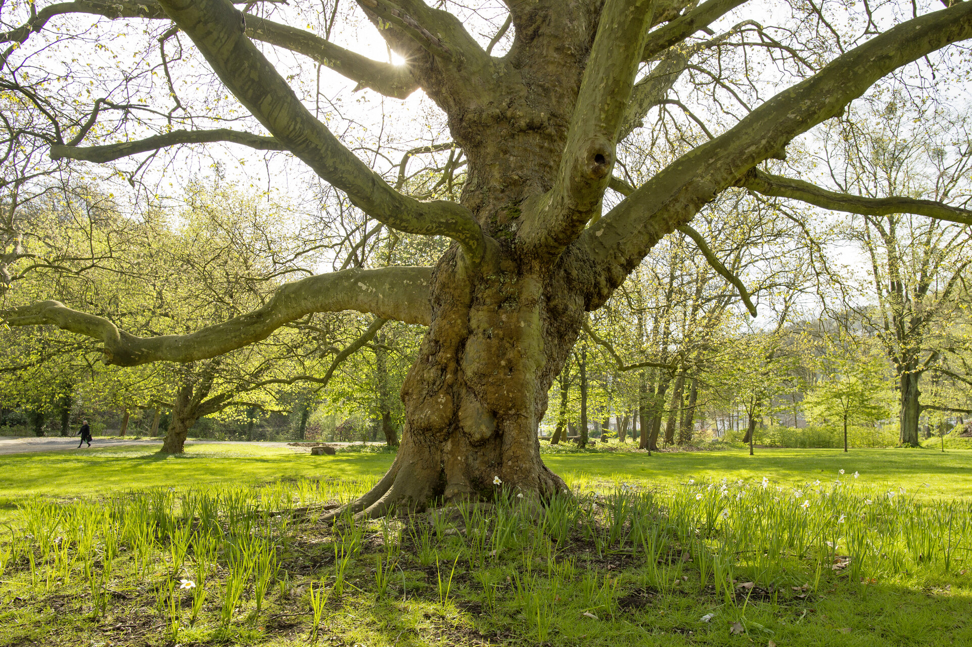 Arbre- photo-martin-dellicour