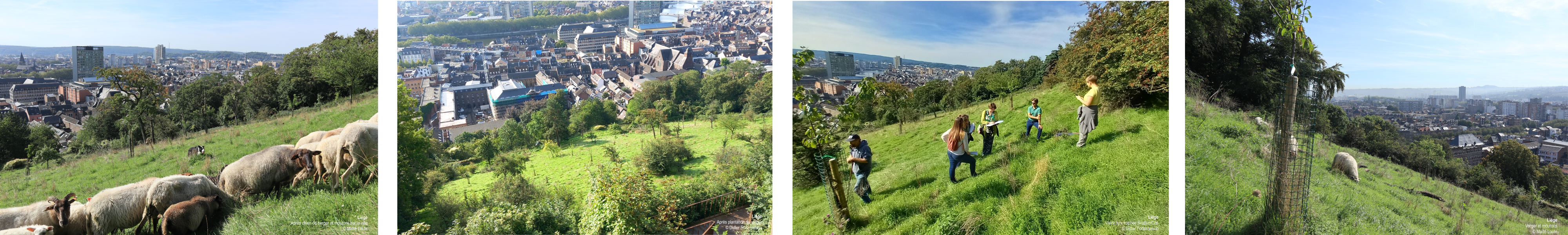 Liège - Trophée trame verte pour son projet de restauration d’un ancien verger sur les Côteaux de la Citadelle.