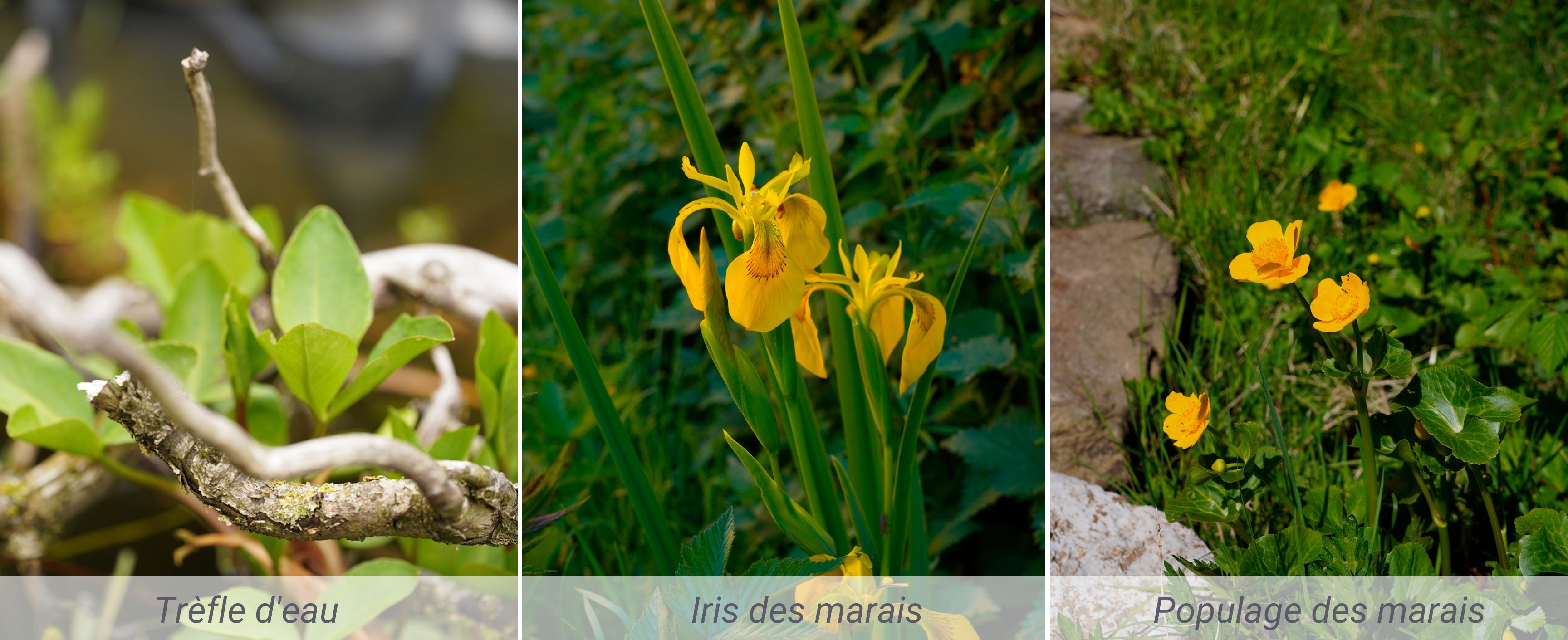Mare au jardin