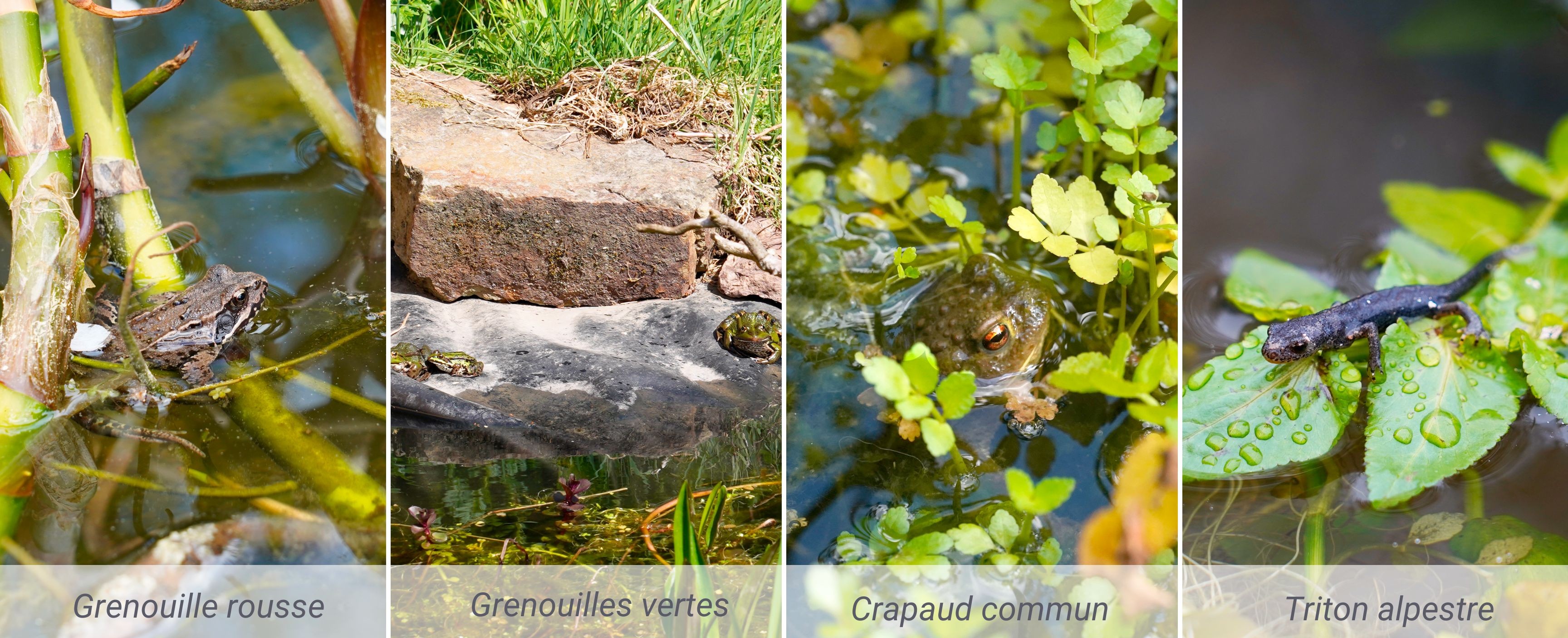 Mare au jardin