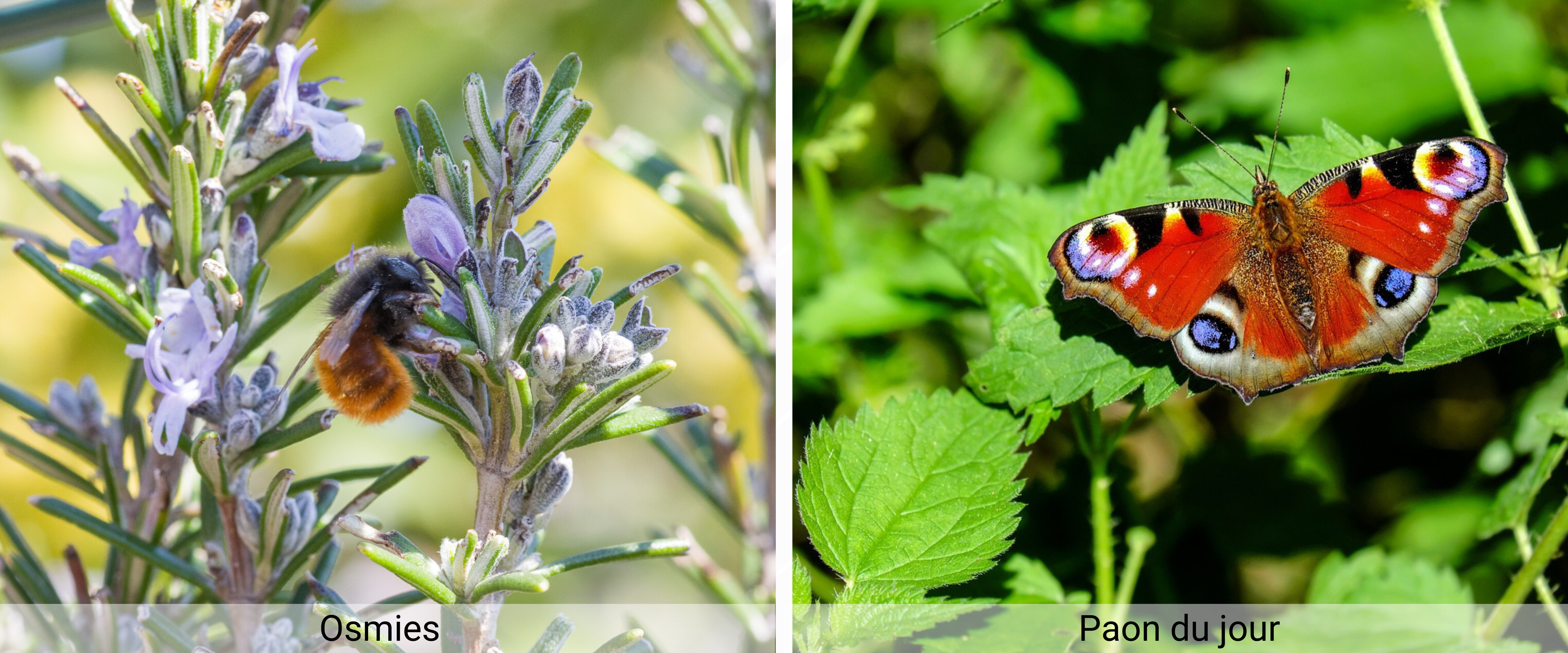 Prairie fleurie 