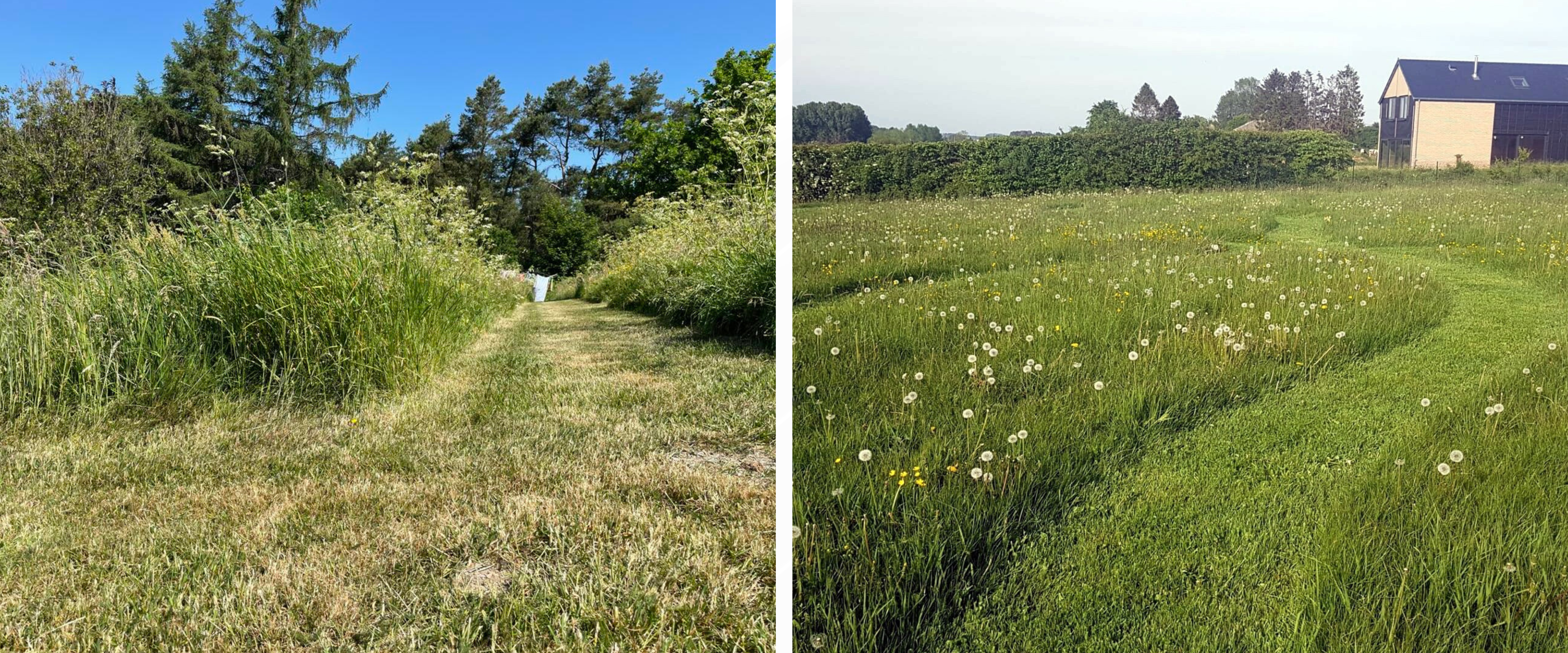 Prairie fleurie 