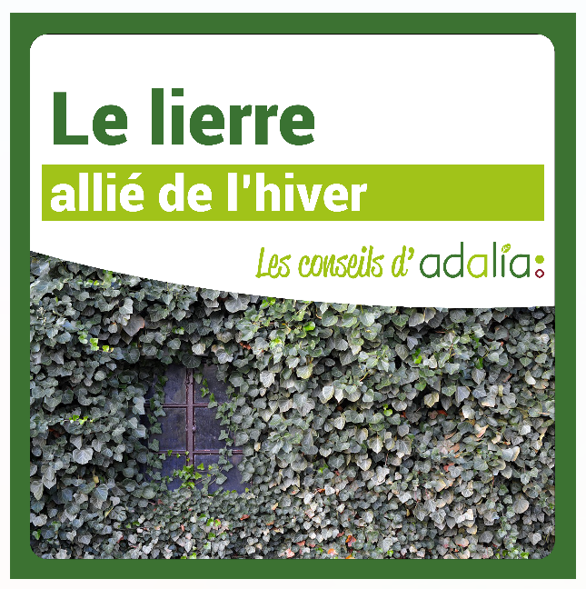 Le lierre_visuelRS