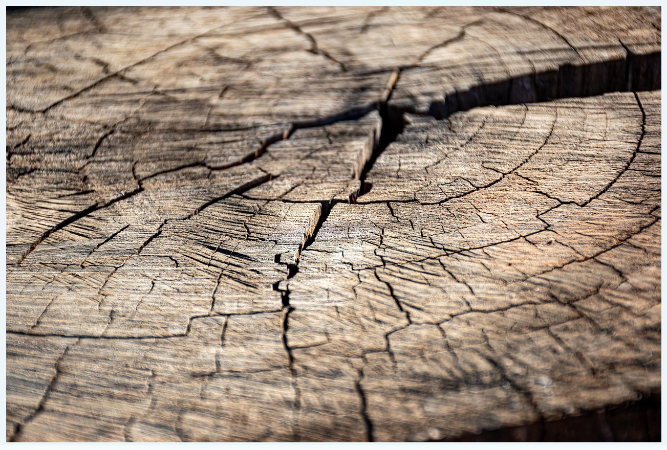 Arbre-âge