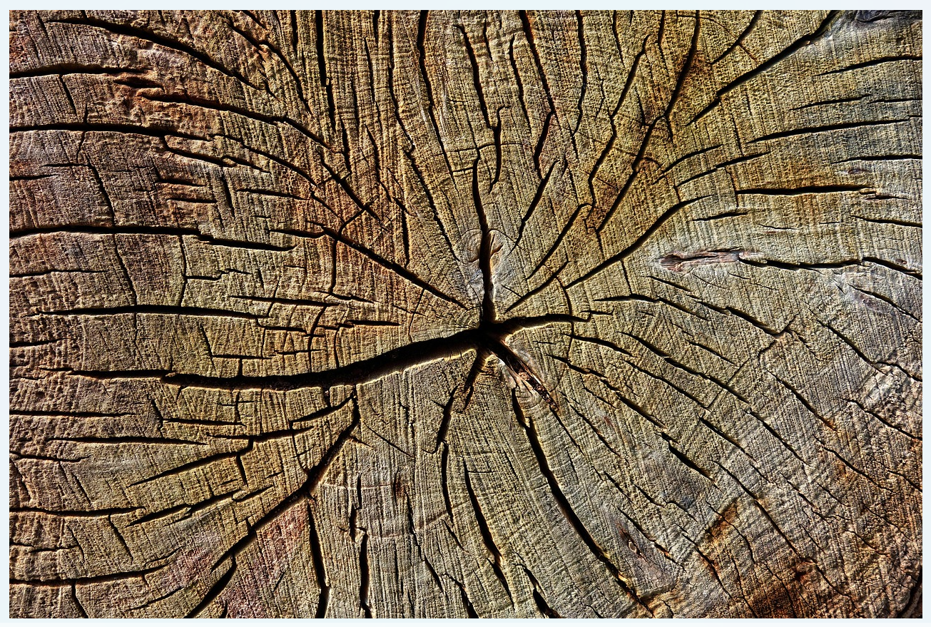 Arbre-âge