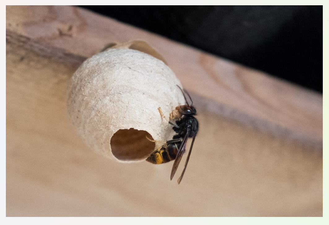 Frelon-asiatique-nid-primaire