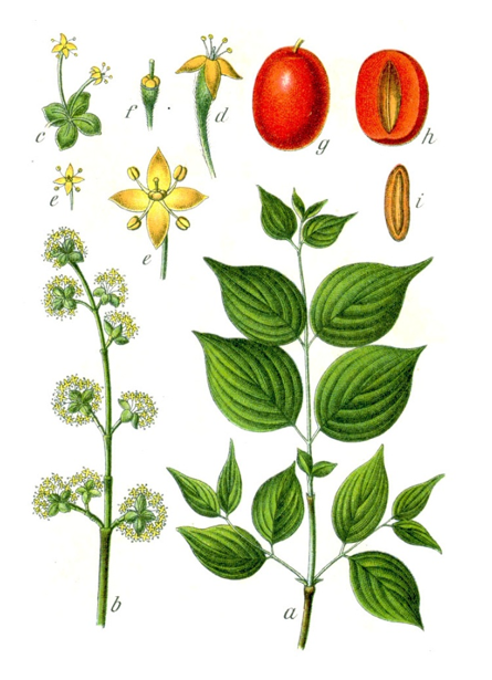 Cornus Mas