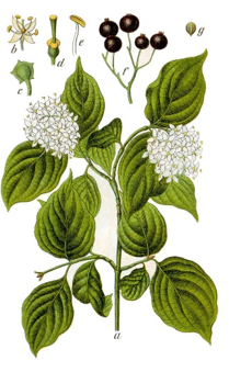 figure 5 - illustration botanique d'un cornouiller