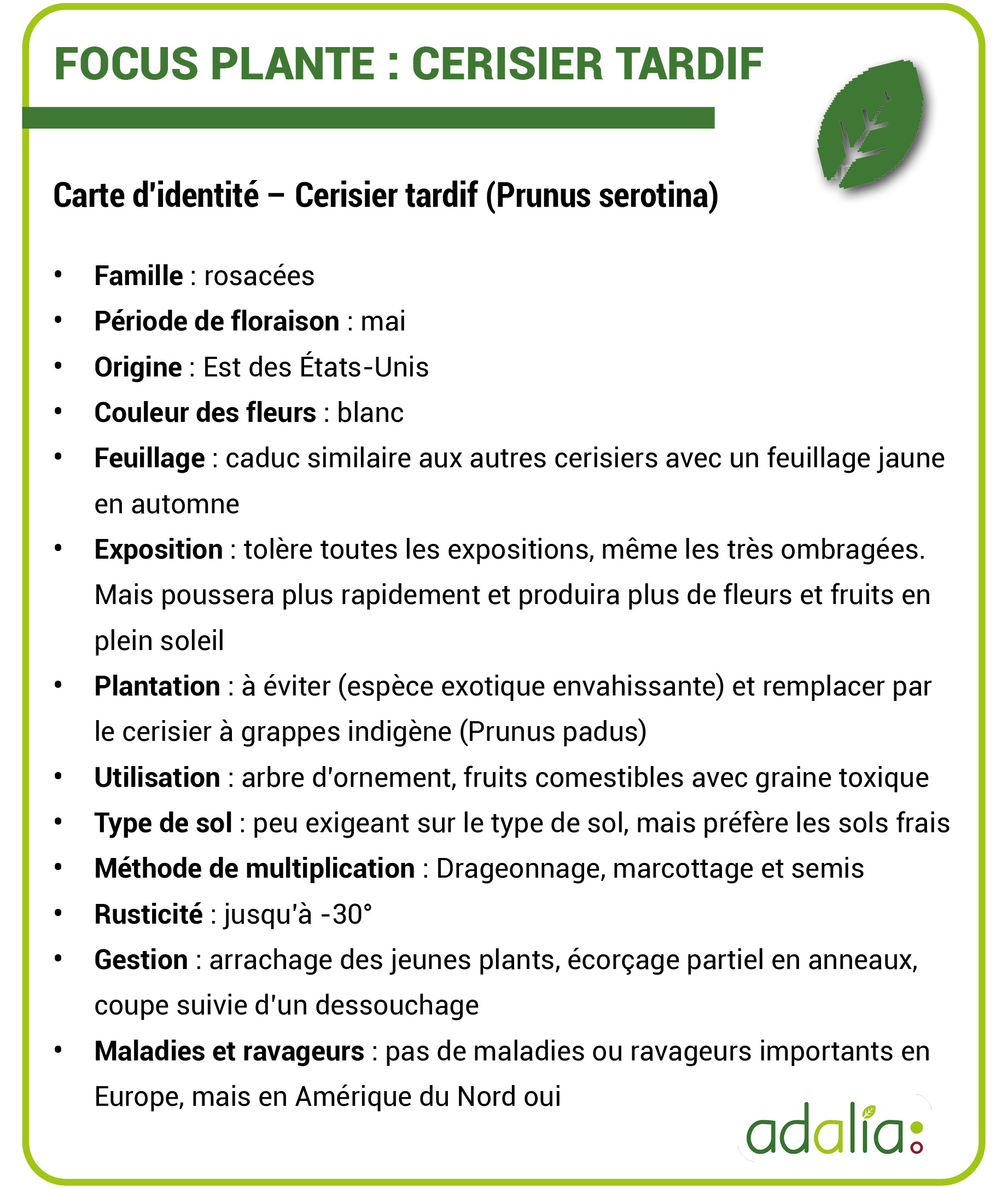 Adalia-focus-plante-cerisier-tardif