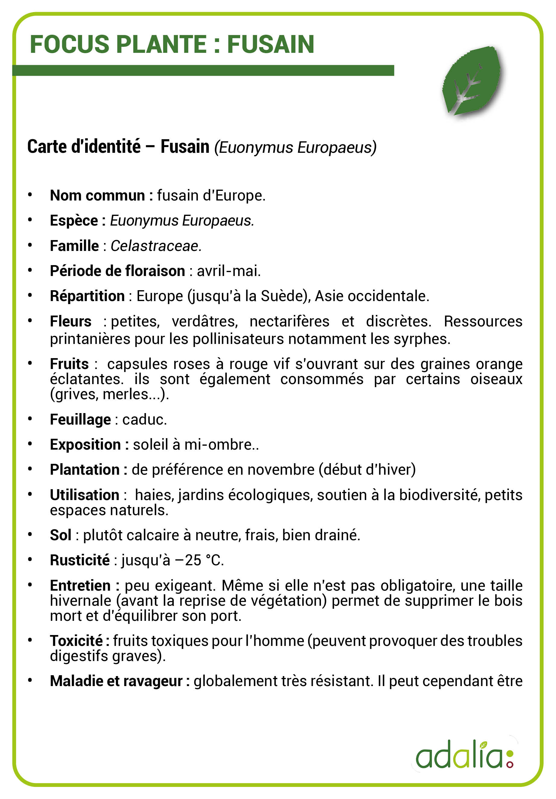 Carte-d-identité-focus-plante-fusain