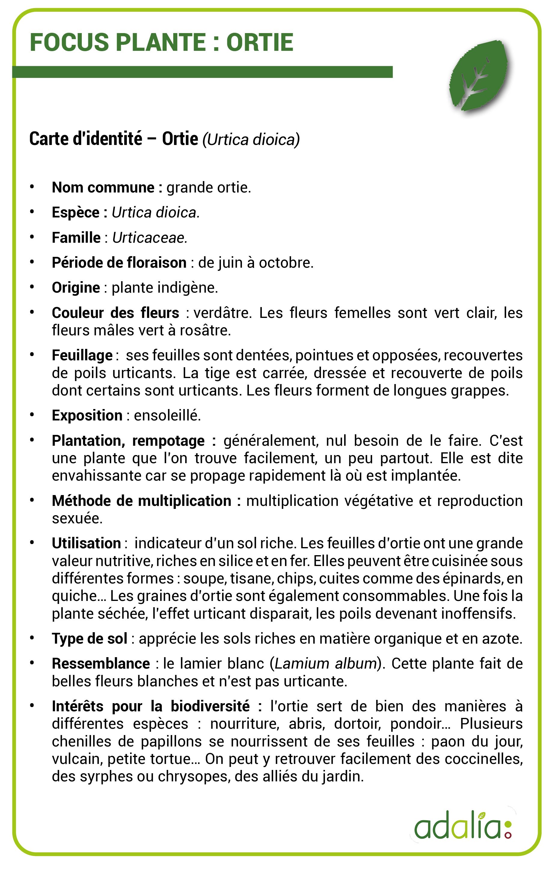 Focus-plante-lortie