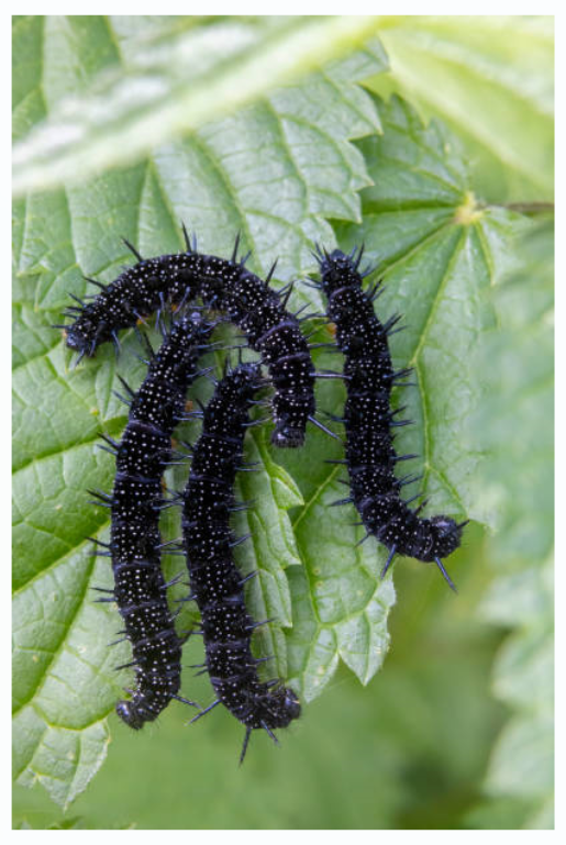 Chenille-paon-du-jour