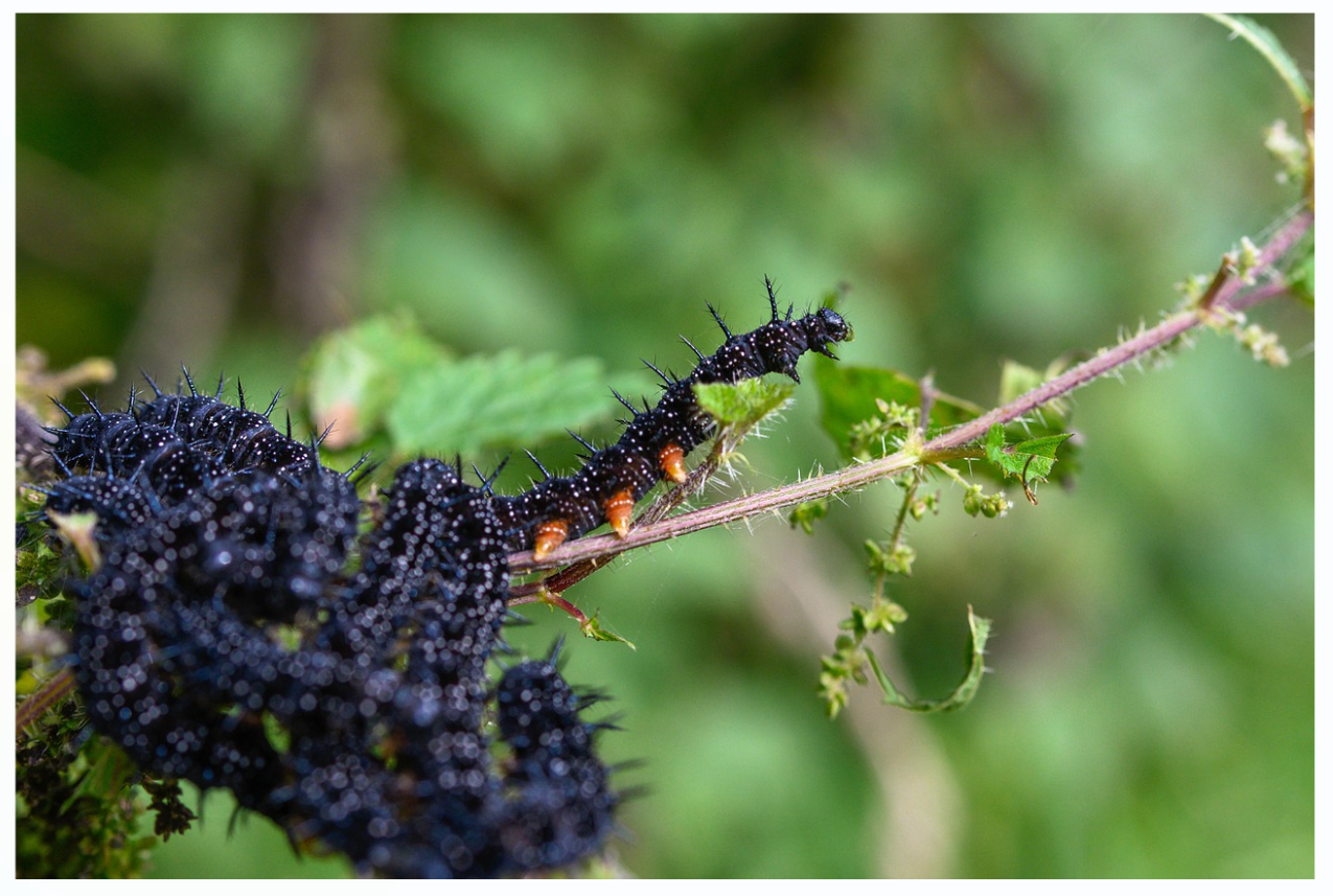 Chenille-paon-du-jour