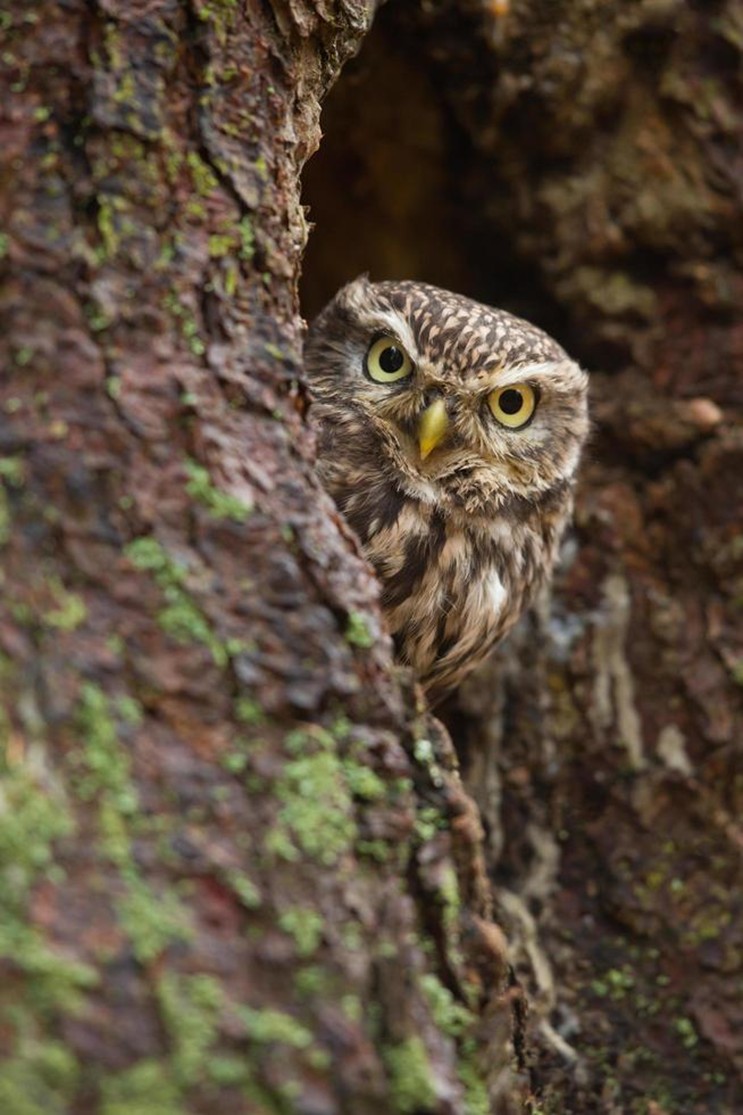 Chouette chevêche d’Athéna dans cavité d’arbre