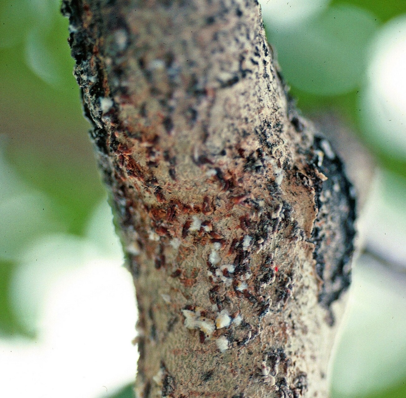 Cochenilles de nos régions : identification et symptômes