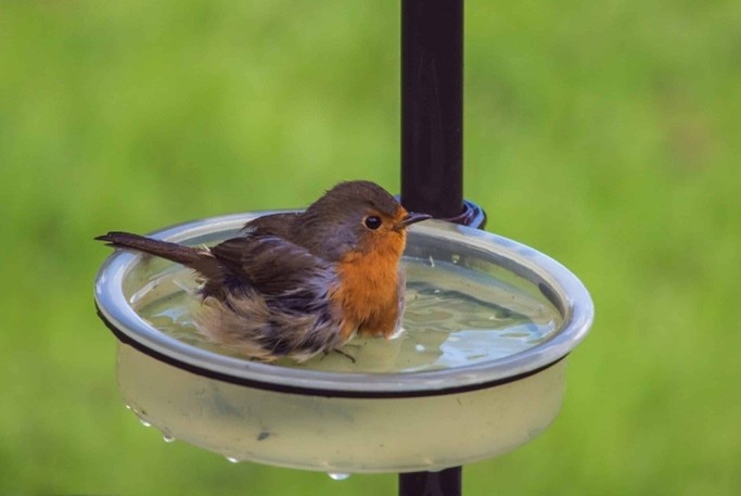 Moineau s’abreuvant dans une coupelle d’eau