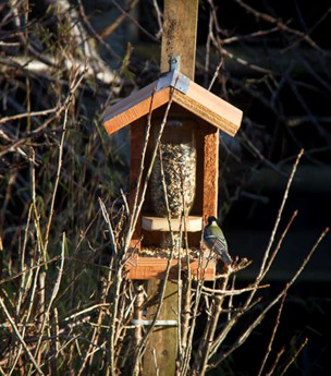 Mangeoire avec un long toit pour protéger les graines