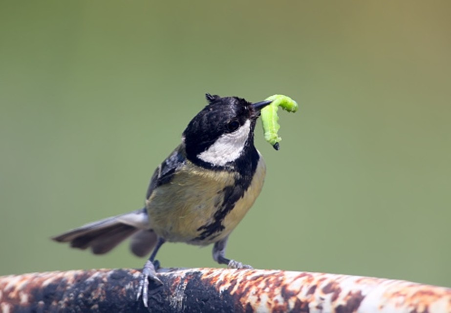 Mésange charbonnière capturant une chenille