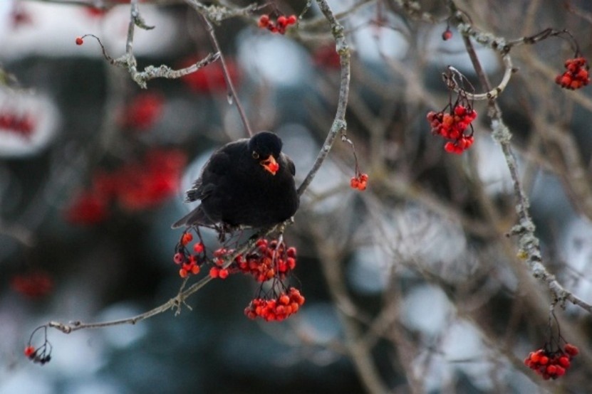 Merle se nourrissant des fruits (appelés sorbes) du sorbier des oiseleurs