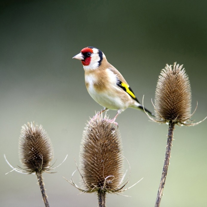 Chardonneret élégant sur fleur de cardère fanée et en graine
