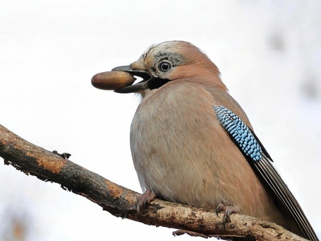 Mésange bleue sur prunellier