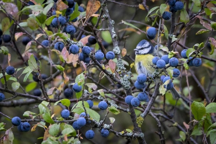 Geai des chênes se nourrissant d’un gland