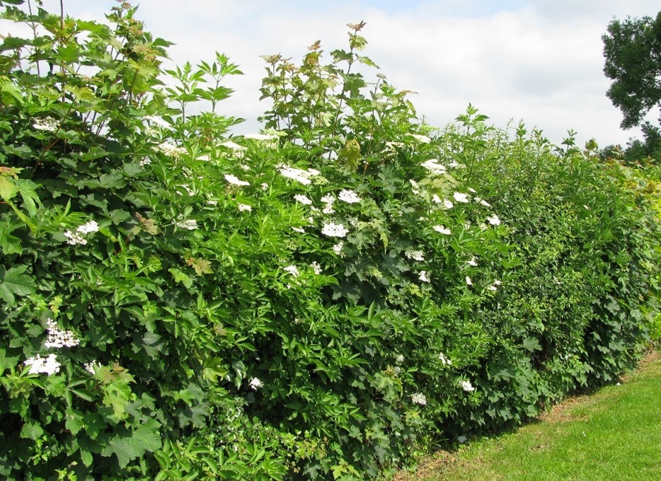 Exemple de haie vive