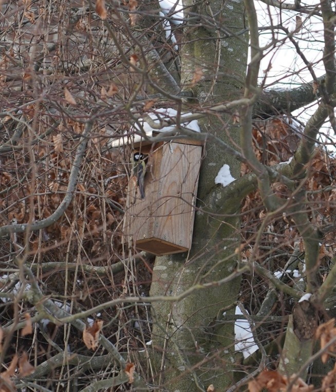 Mésange charbonnière visitant un nichoir en hiver