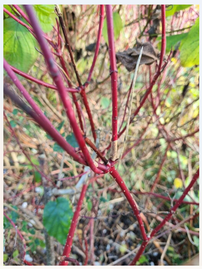 Cornus Sanguinea