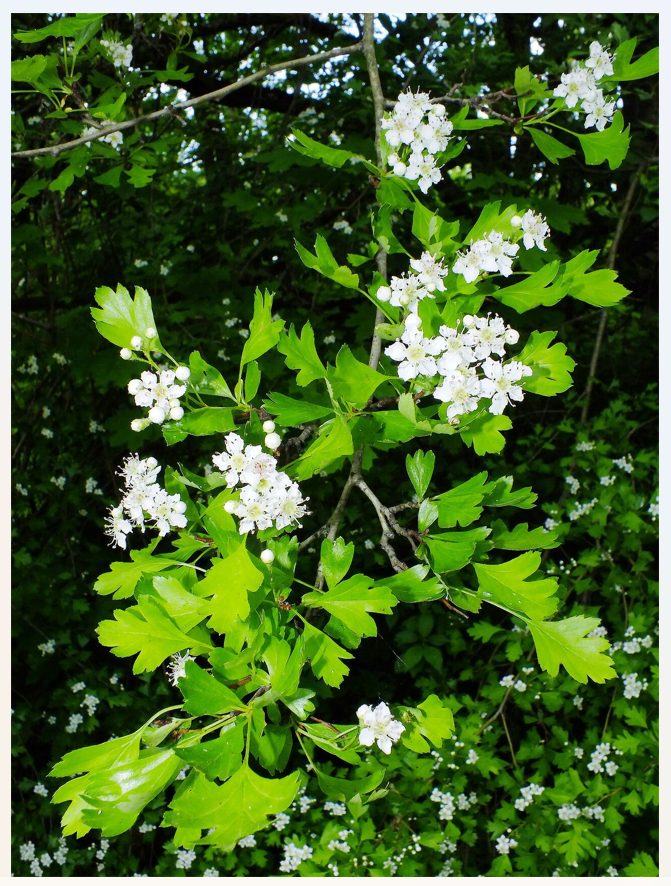 Crataegus Monogyna