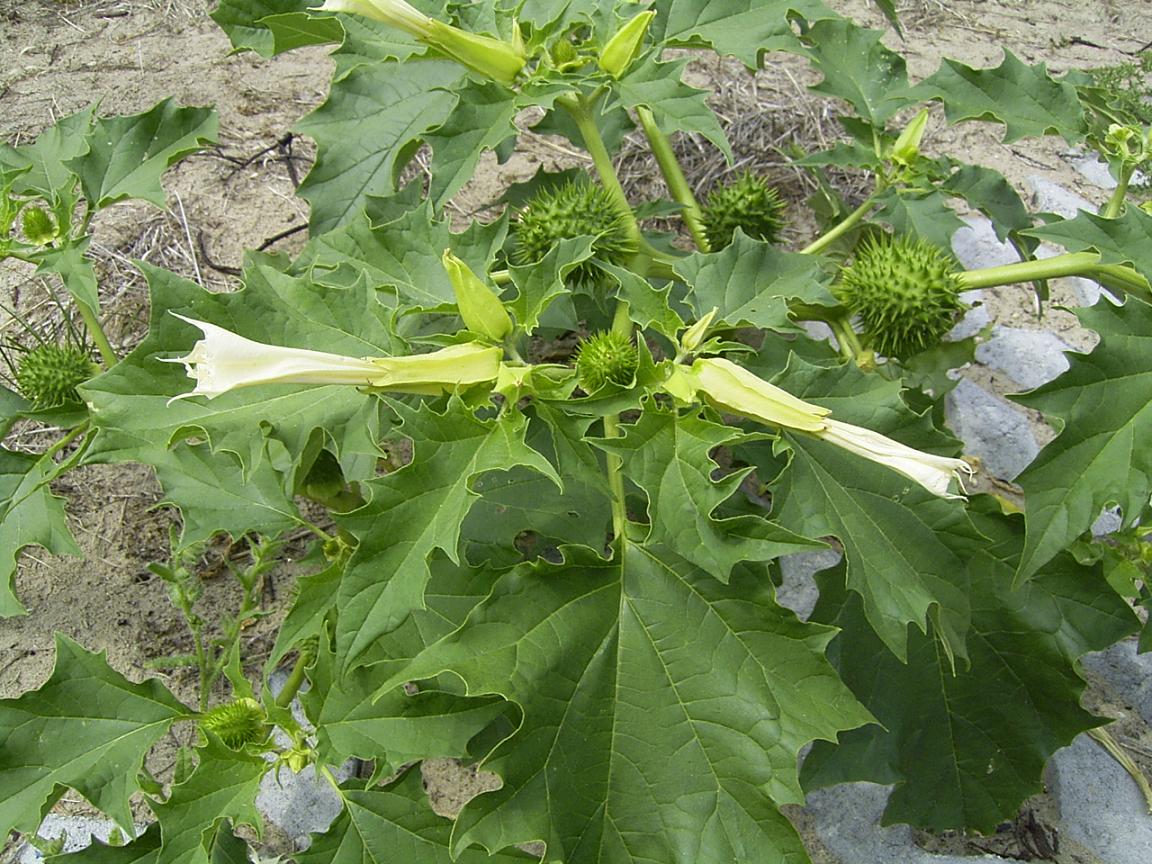 DaturaStramonium-plant