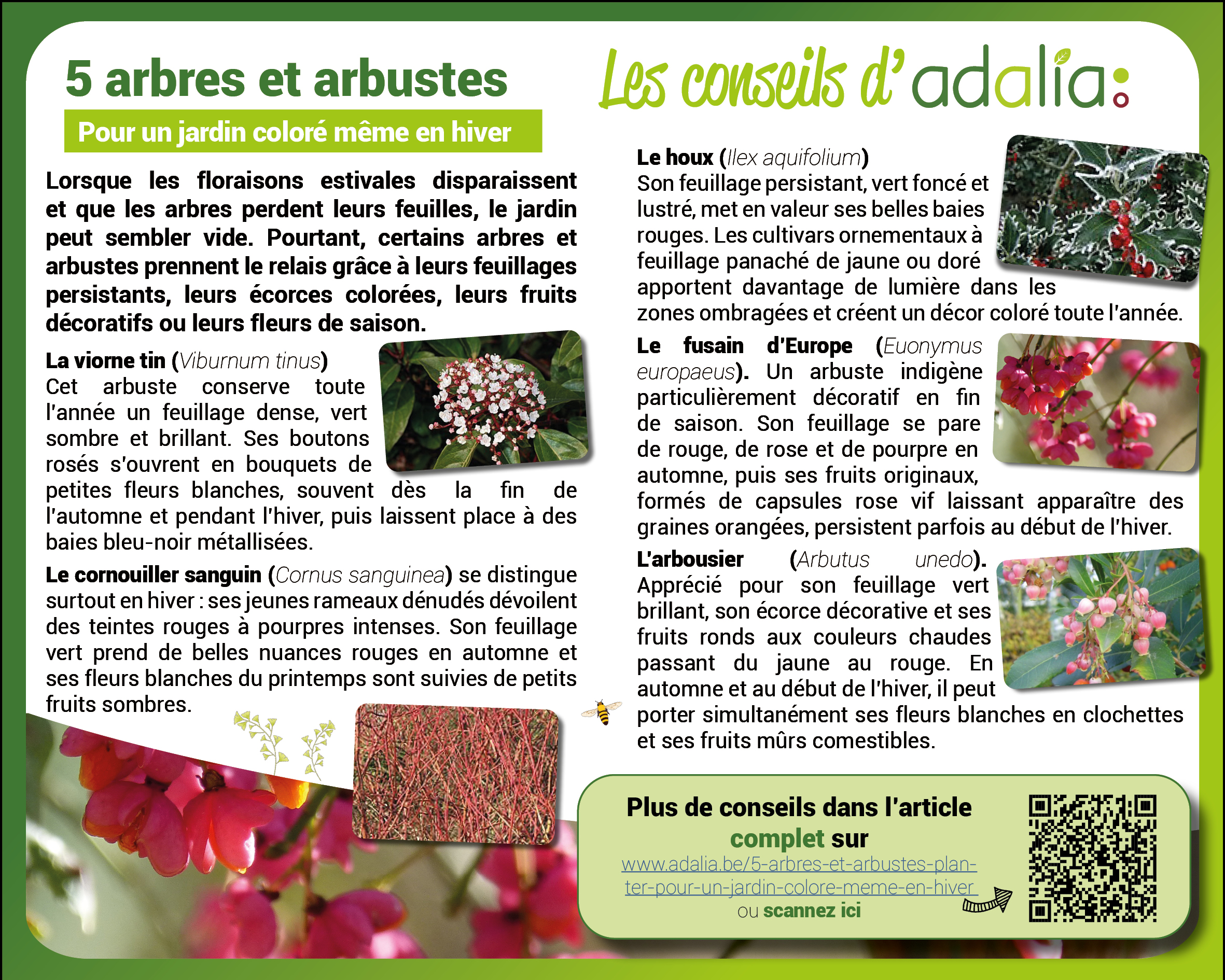 5 arbres et arbustes à planter pour un jardin coloré, même en hiver