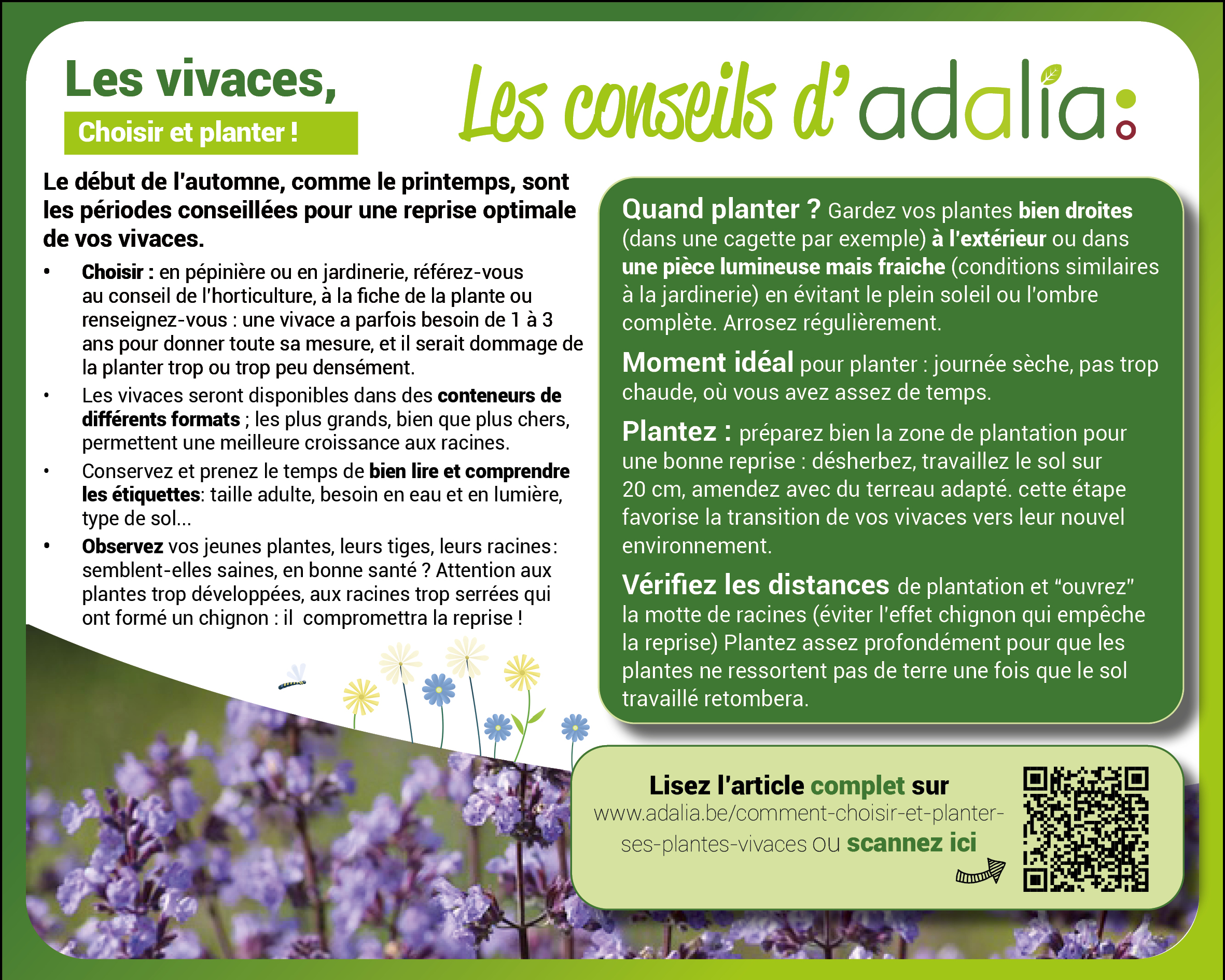 Les vivaces : choisir et planter